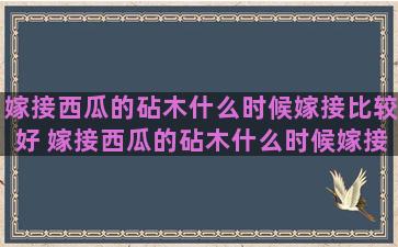 嫁接西瓜的砧木什么时候嫁接比较好 嫁接西瓜的砧木什么时候嫁接比较好呢视频